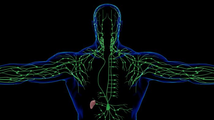 Fitness and The Lymphatic System: An Overview