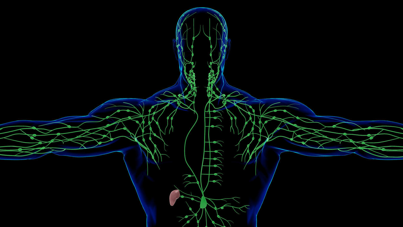 Human Lymph Nodes Anatomy For medical concept 3D
